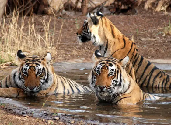 Tour Privado a Ranthambore con Conductor
